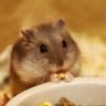 Alimentos para roedores - Consulado da Ração