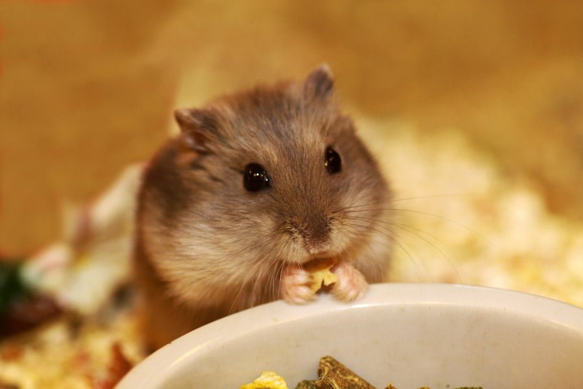 Alimentos para roedores - Consulado da Ração