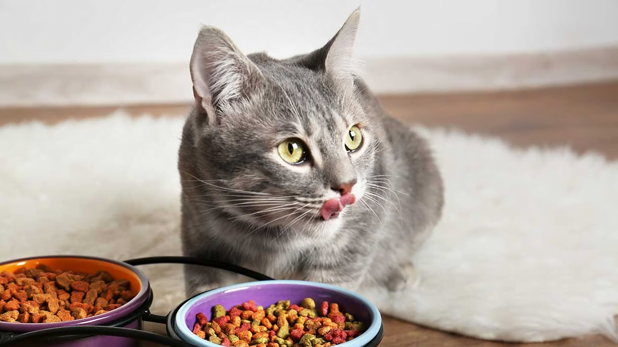 Alimentos secos premium para cães e gatos