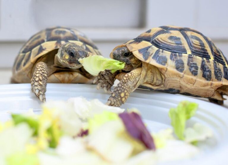 alimentos para repteis