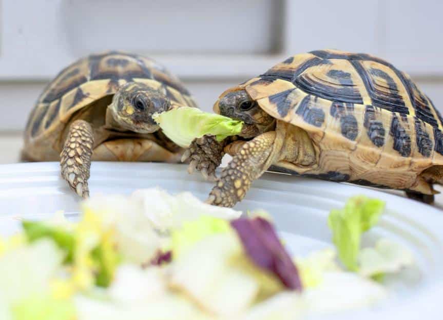 alimentos para repteis