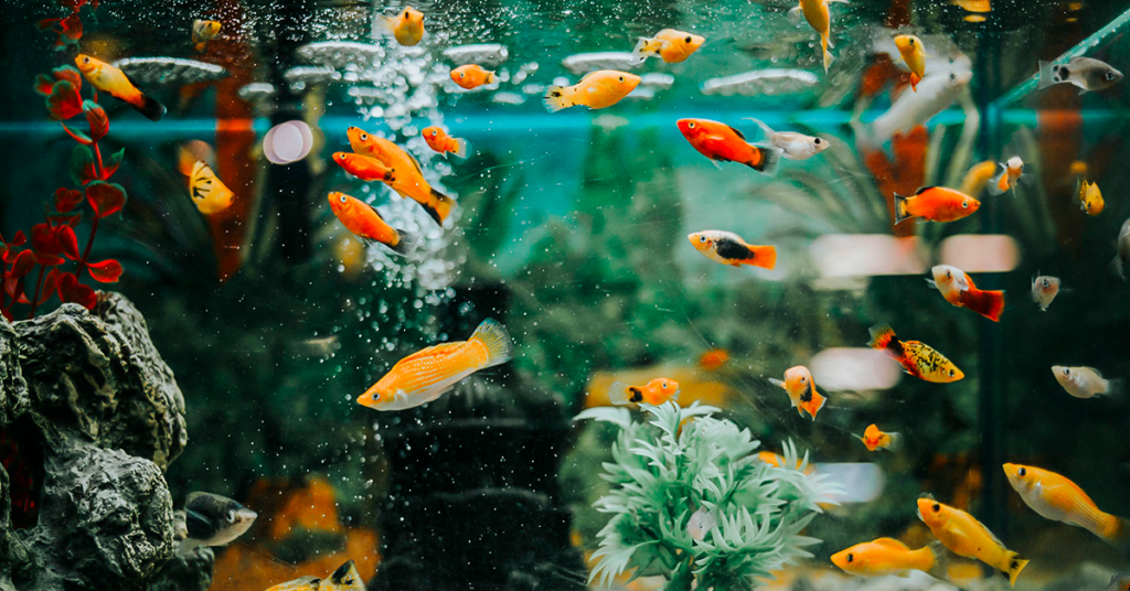 Alimentos congelados para peixes