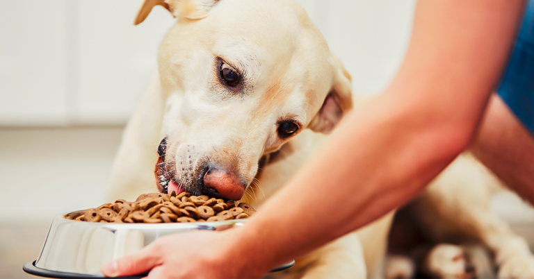 alimentos secos para pets