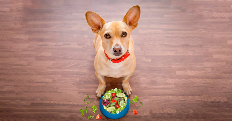 alimentos úmidos para cães