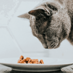 Alimentos úmidos para gatos