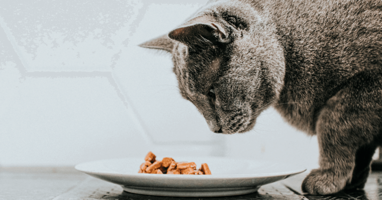 Alimentos úmidos para gatos