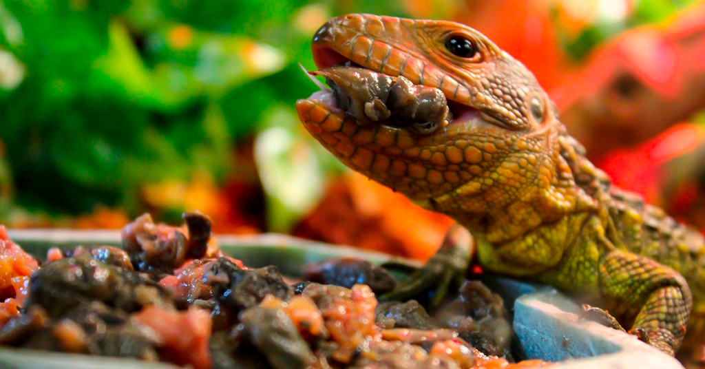 alimentos úmidos para répteis