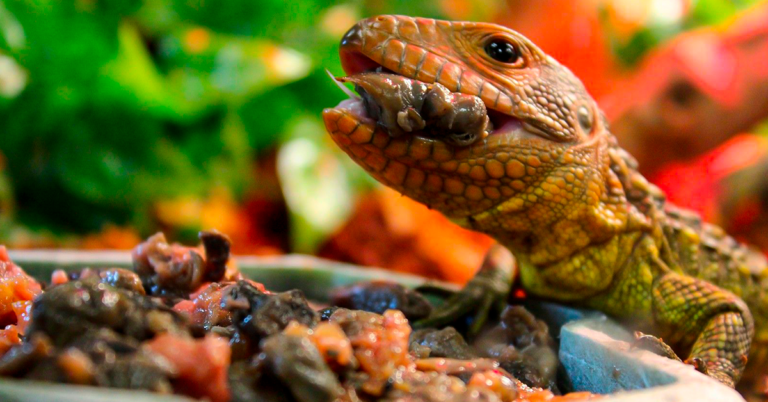 alimentos úmidos para répteis