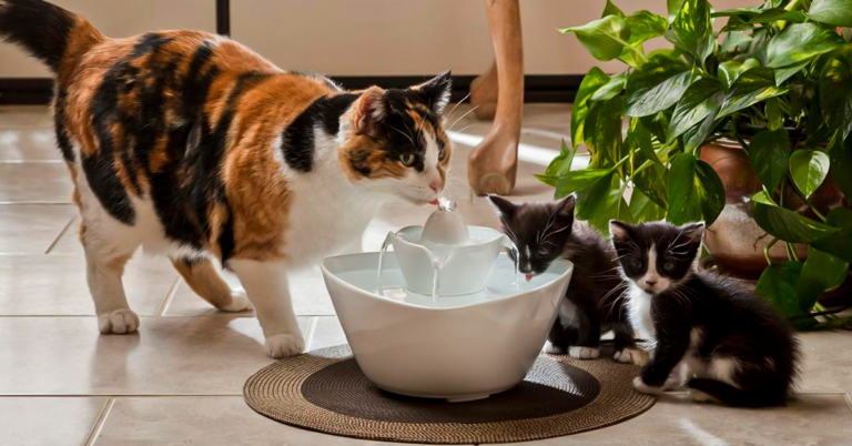 bebedouro automático