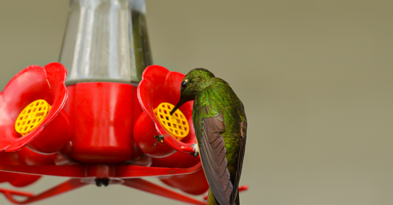 bebedouro adequado para pássaro