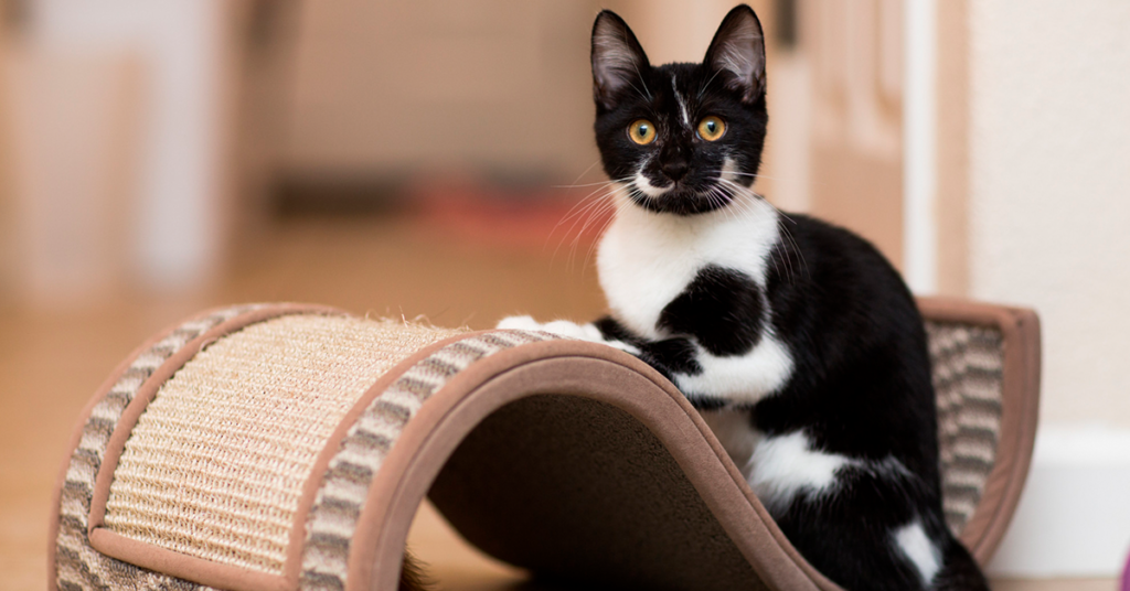 arranhadores para gatos