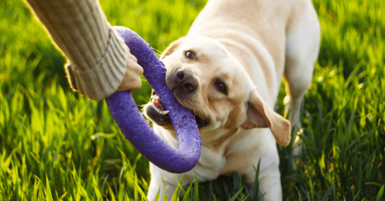 brinquedos interativos para cães