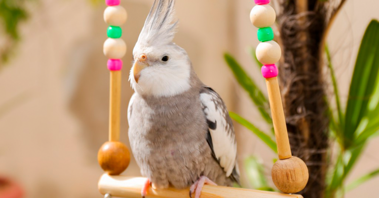 brinquedos para pássaros