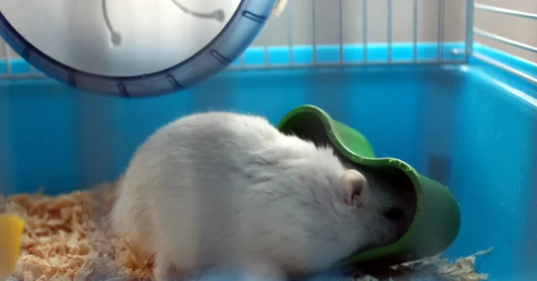 Acompanhe aqui o passo a passo de como realizar a limpeza da gaiola do seu roedor e qual a importância desses cuidados.