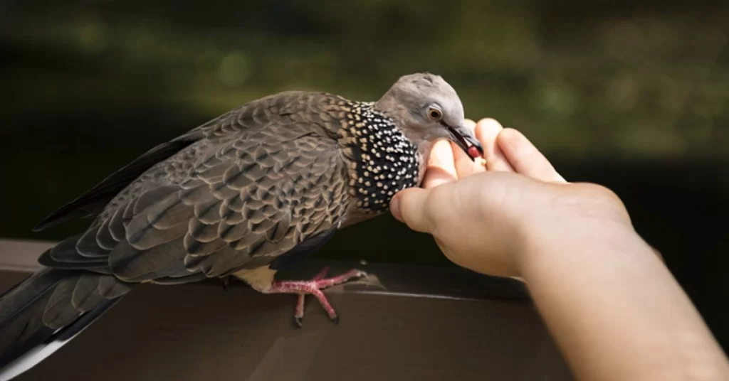 alimentos especiais para pássaros