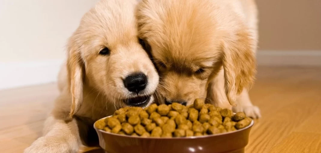 Alimentos naturais para cães