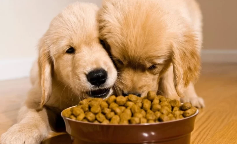 Alimentos naturais para cães