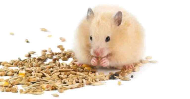 Como escolher a ração adequada para roedores idosos