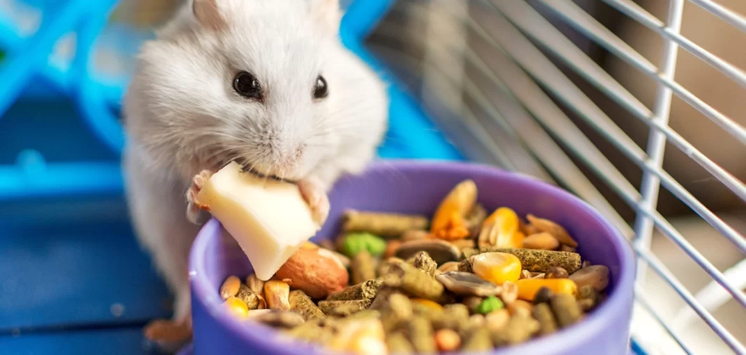 alimentação para roedores