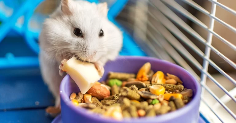 alimentação para roedores