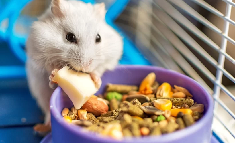 alimentação para roedores