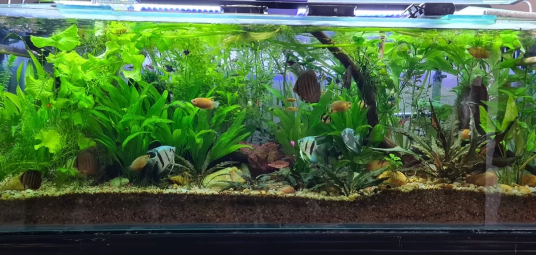 tipos de plantas para aquário