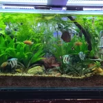 tipos de plantas para aquário
