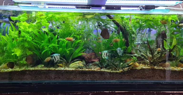 tipos de plantas para aquário