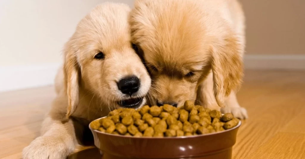 Ração seca e úmida para pets
