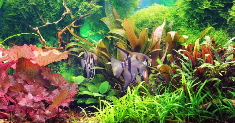 benefícios do sistema de CO2 para aquário