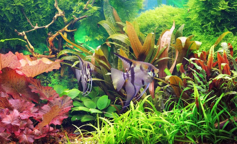 benefícios do sistema de CO2 para aquário