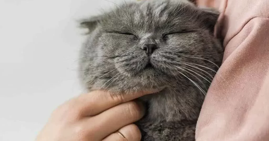 Suplementos alimentares para gatos