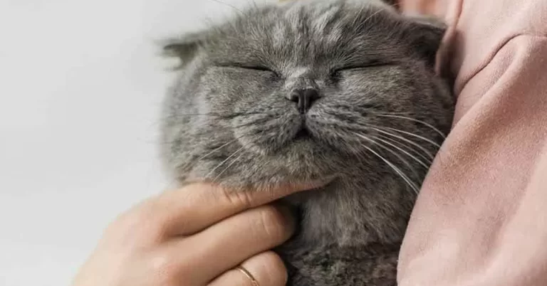 Suplementos alimentares para gatos