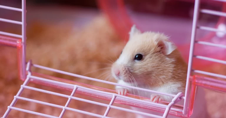 Alimentos especiais para roedores