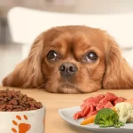 Alimentos especiais para cães