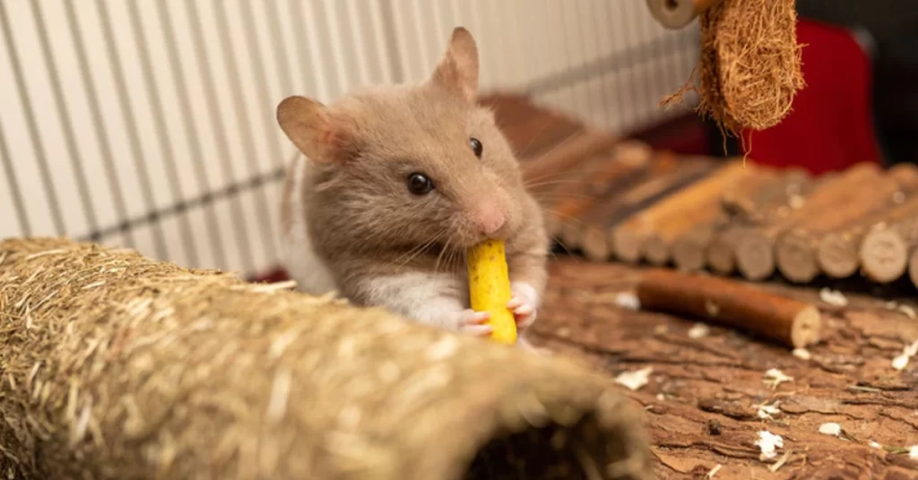 Alimentos naturais para roedores