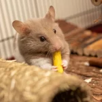 Alimentos naturais para roedores