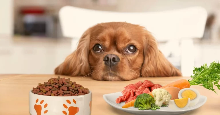 Alimentos especiais para cães