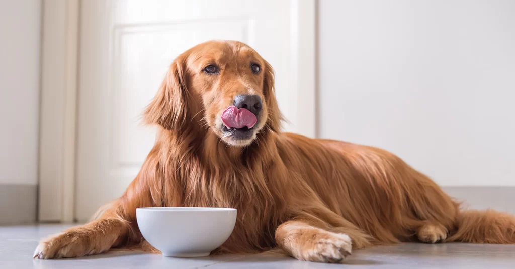 Como escolher a ração adequada para pets idosos
