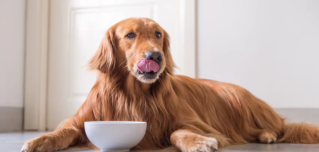 Como escolher a ração adequada para pets idosos