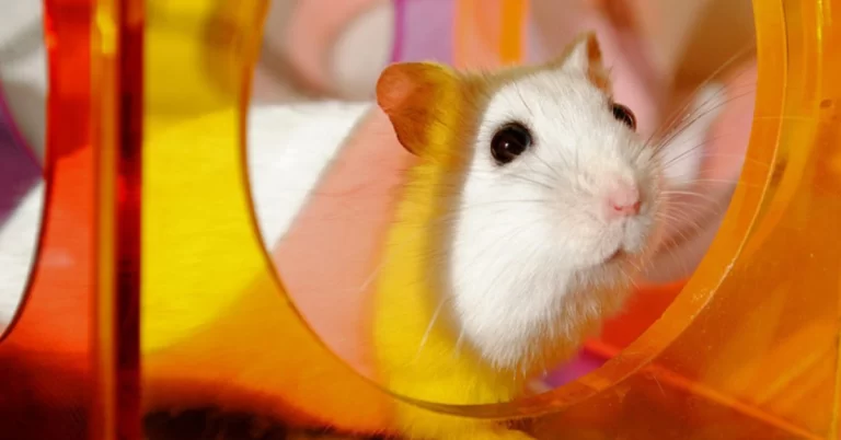 substrato para a gaiola do roedor