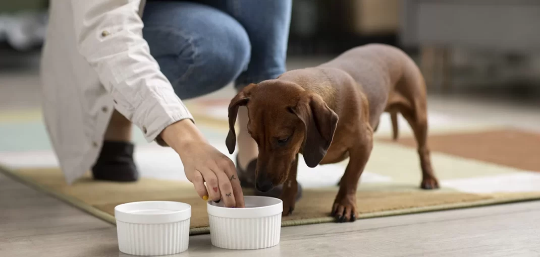 suplementos alimentares para cães