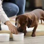 suplementos alimentares para cães
