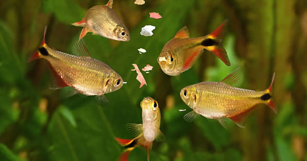 petiscos para peixes