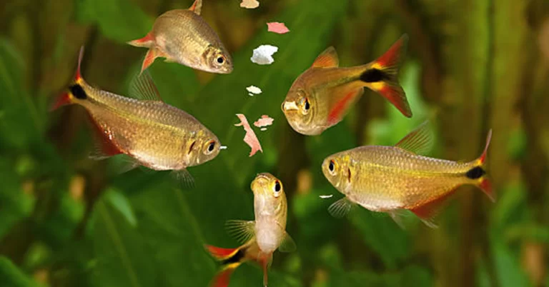 petiscos para peixes