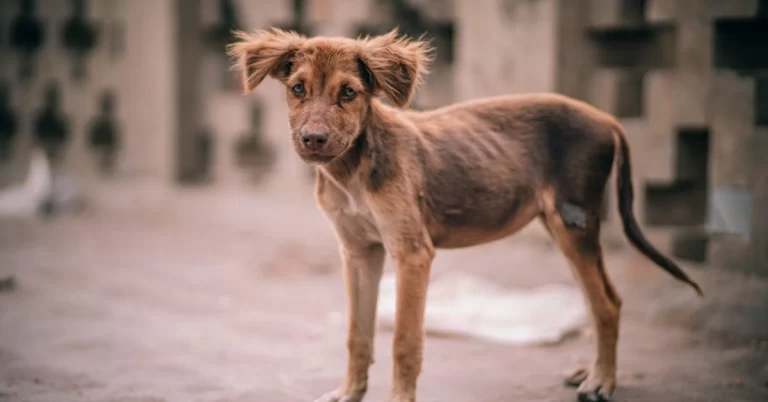 Leishmaniose Canina
