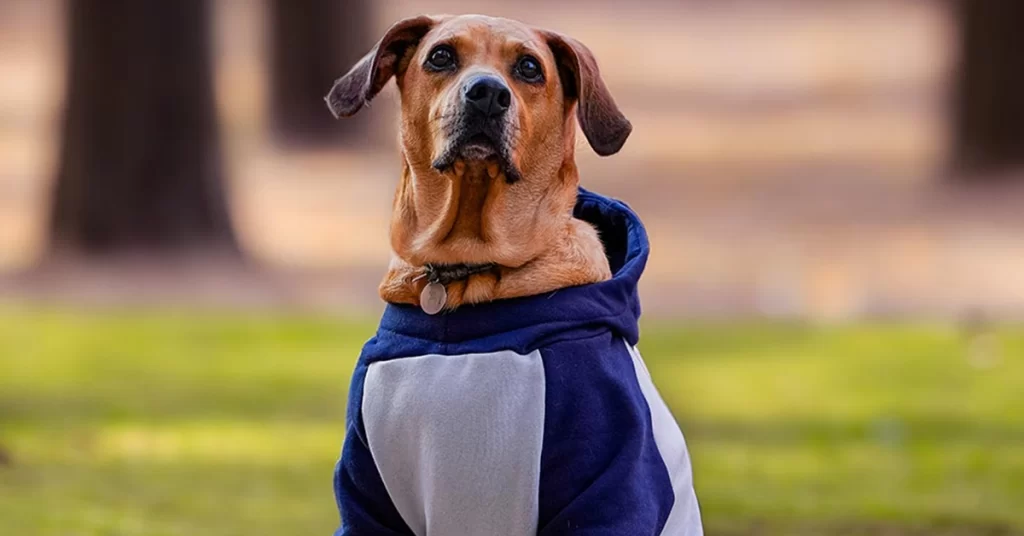 Manter Seu Pet Quentinho e Saudável no Inverno
