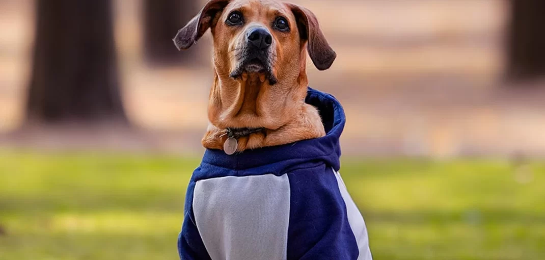 Manter Seu Pet Quentinho e Saudável no Inverno