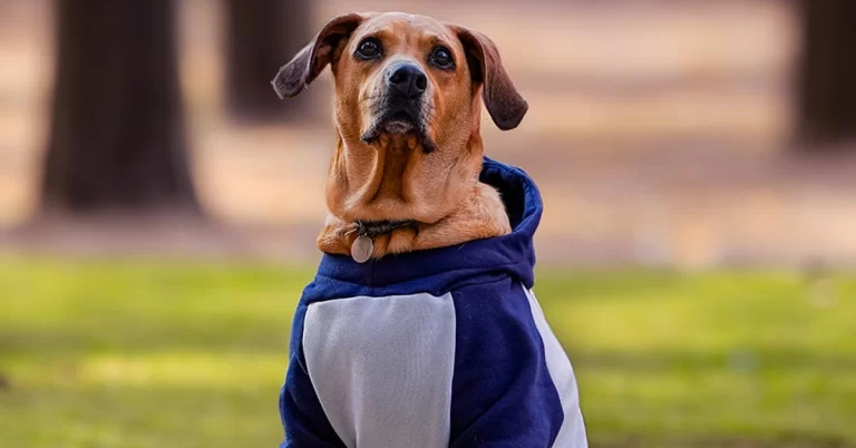 Manter Seu Pet Quentinho e Saudável no Inverno