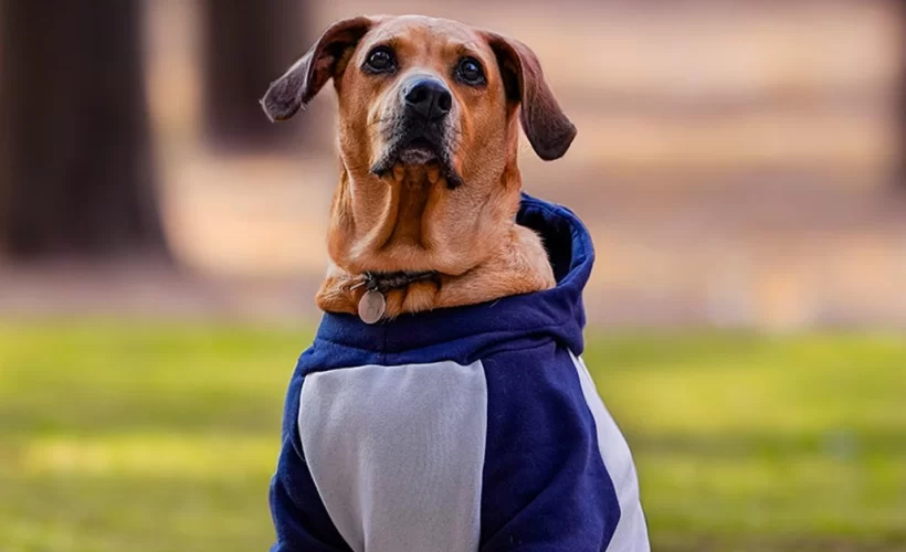 Manter Seu Pet Quentinho e Saudável no Inverno